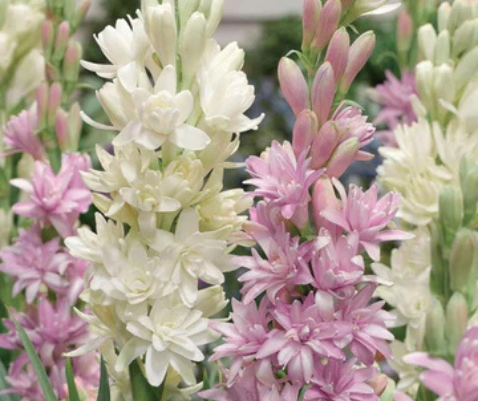 ?Rajnigandha Double Patel Tuberose Bulbs (Pack of 2)